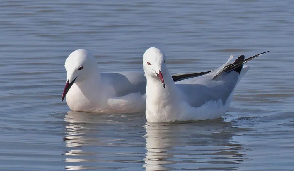 Slender-billed Gull - Bonanza Saltpans