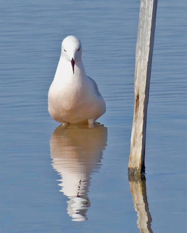 Slender-billed Gull - Bonanza Saltpans