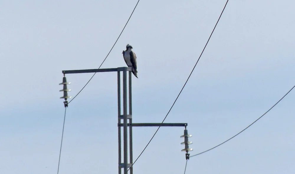 Osprey - Bonanza Saltpans