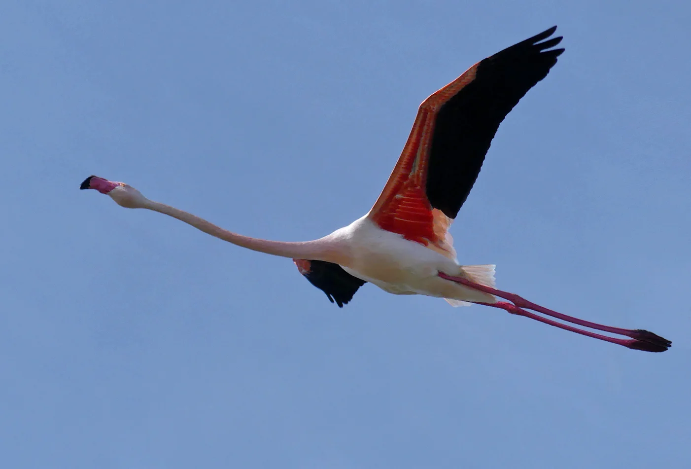 Greater Flamingo - Bonanza Saltpans