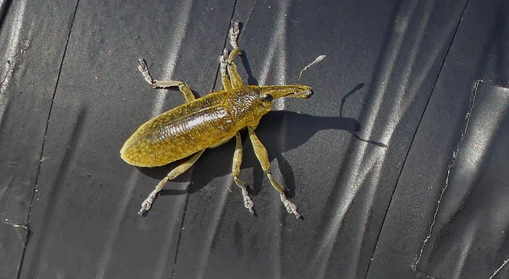 A giant green weevil (Lixus sp.) - Bonanza Saltpans