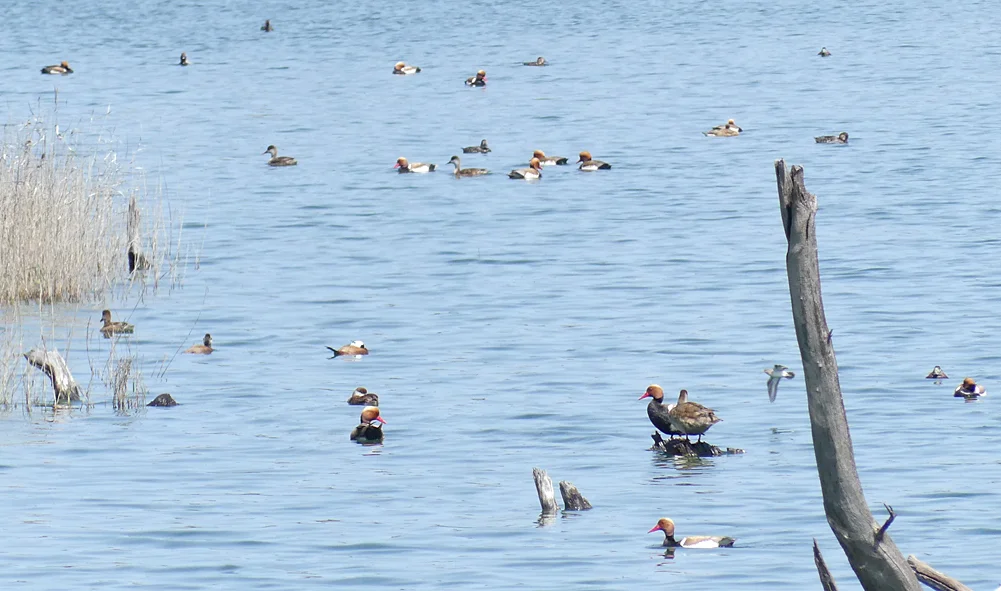 Red-crested Pochards, Common Pochards, White-headed Ducks & Common Sandpiper - Laguna de Terelo