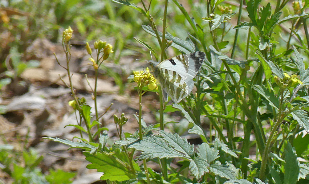 Green-striped White - Laguna de Terelo
