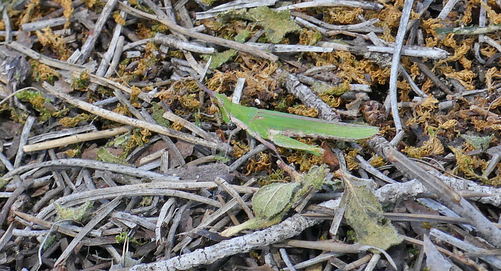 Common Stick Grasshopper (Pyrgomorpha conica) - Algaida Pinewoods
