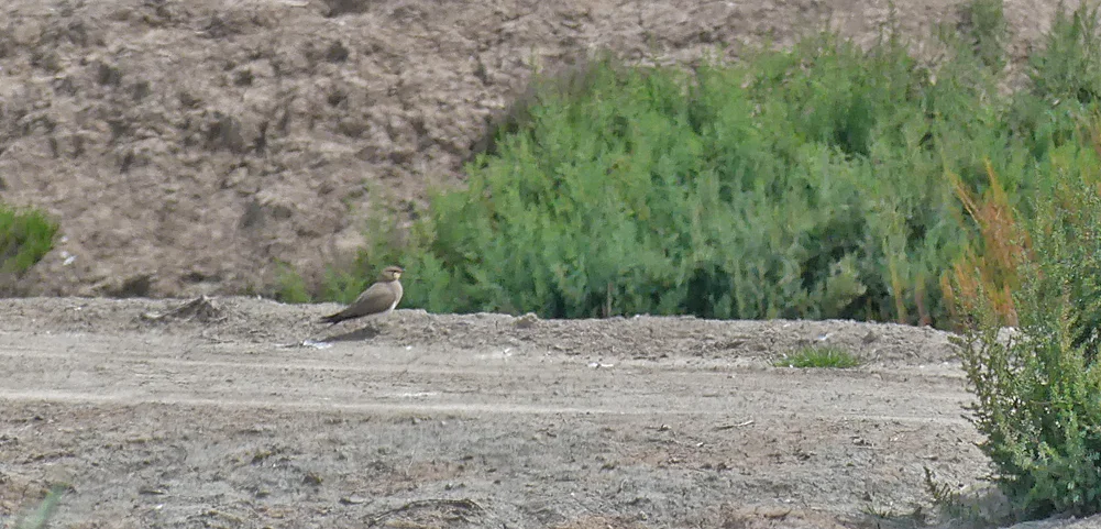 Collared Pratincoles - Trebujena Marismas