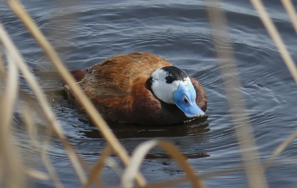 White-headed Duck - Camino Colorado Lagoons