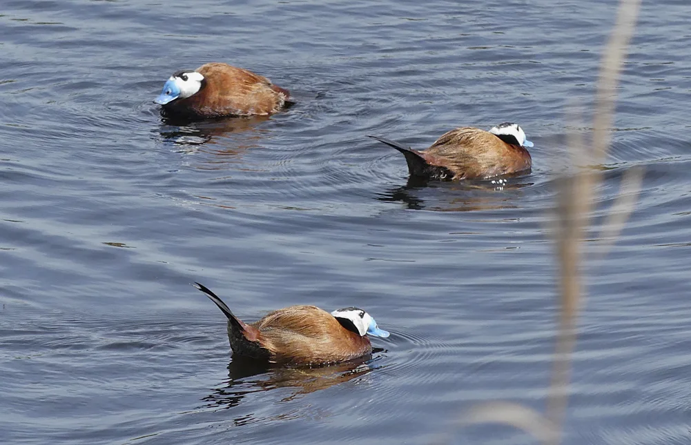 White-headed Duck - Camino Colorado Lagoons