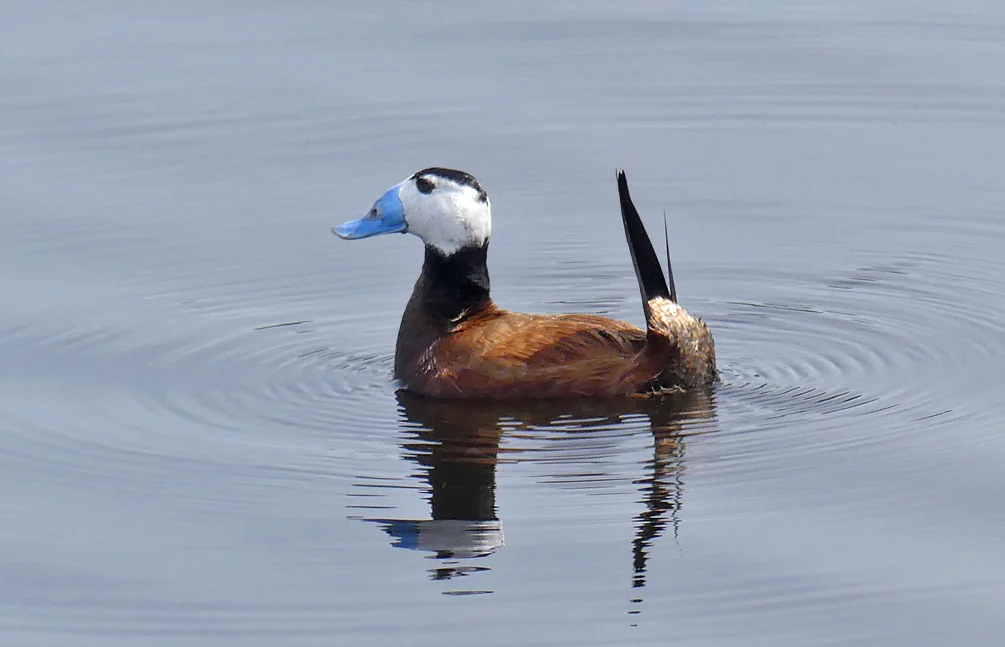 White-headed Duck - Camino Colorado Lagoons
