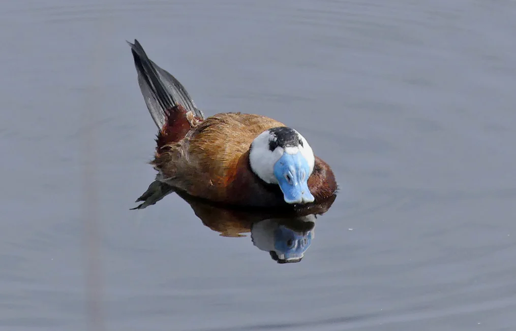 White-headed Duck - Camino Colorado Lagoons