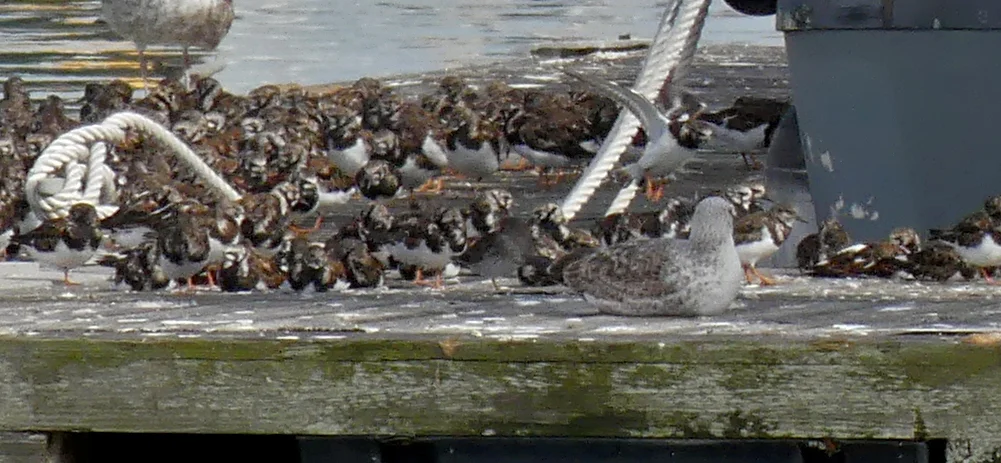 Purple Sandpiper & Turnstones - Chipiona Harbour