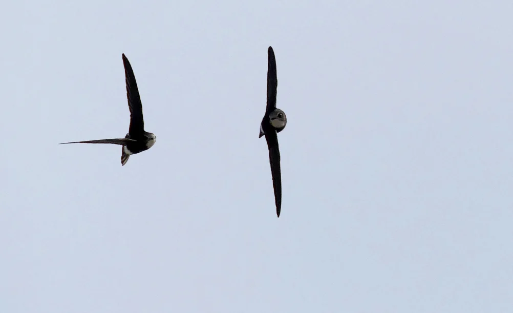 Little Swifts - Chipiona Harbour