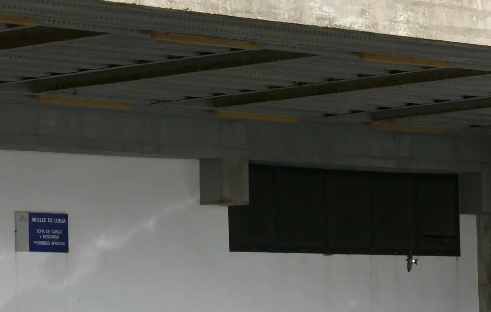 House Martin entering colony - Chipiona Harbour