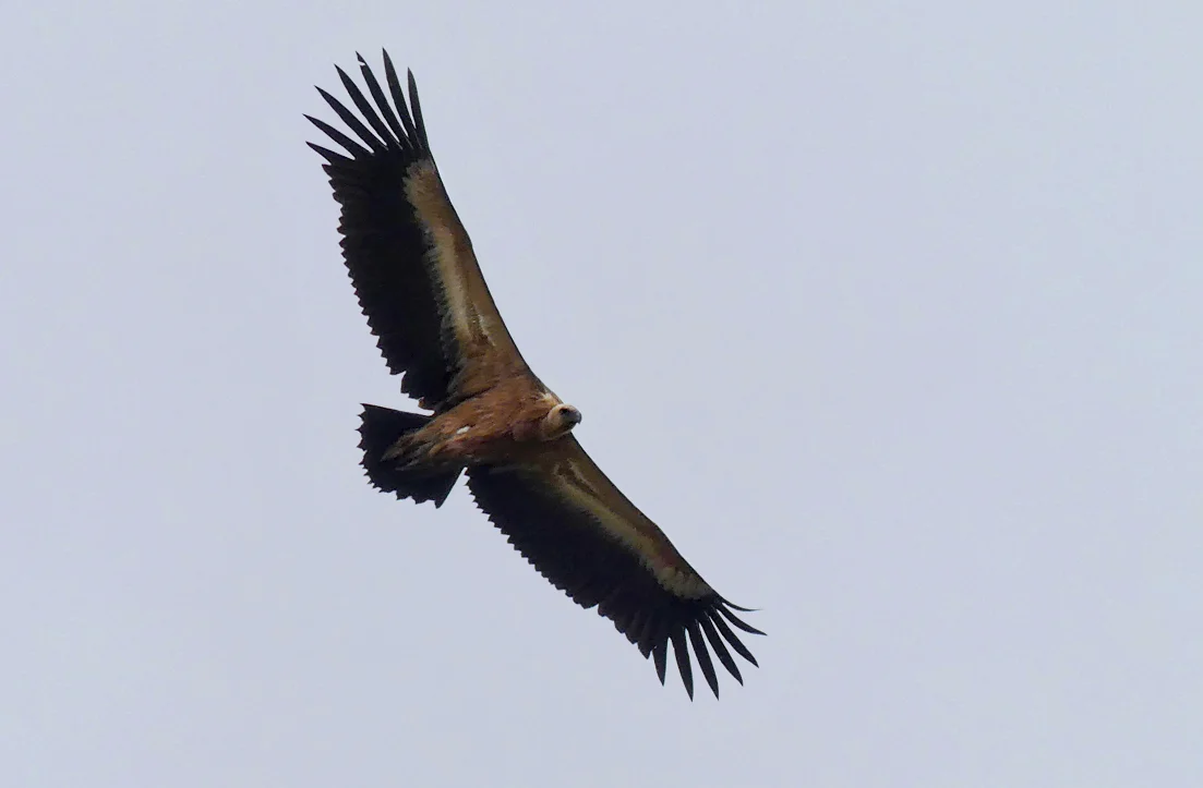 Griffon Vulture, Casares