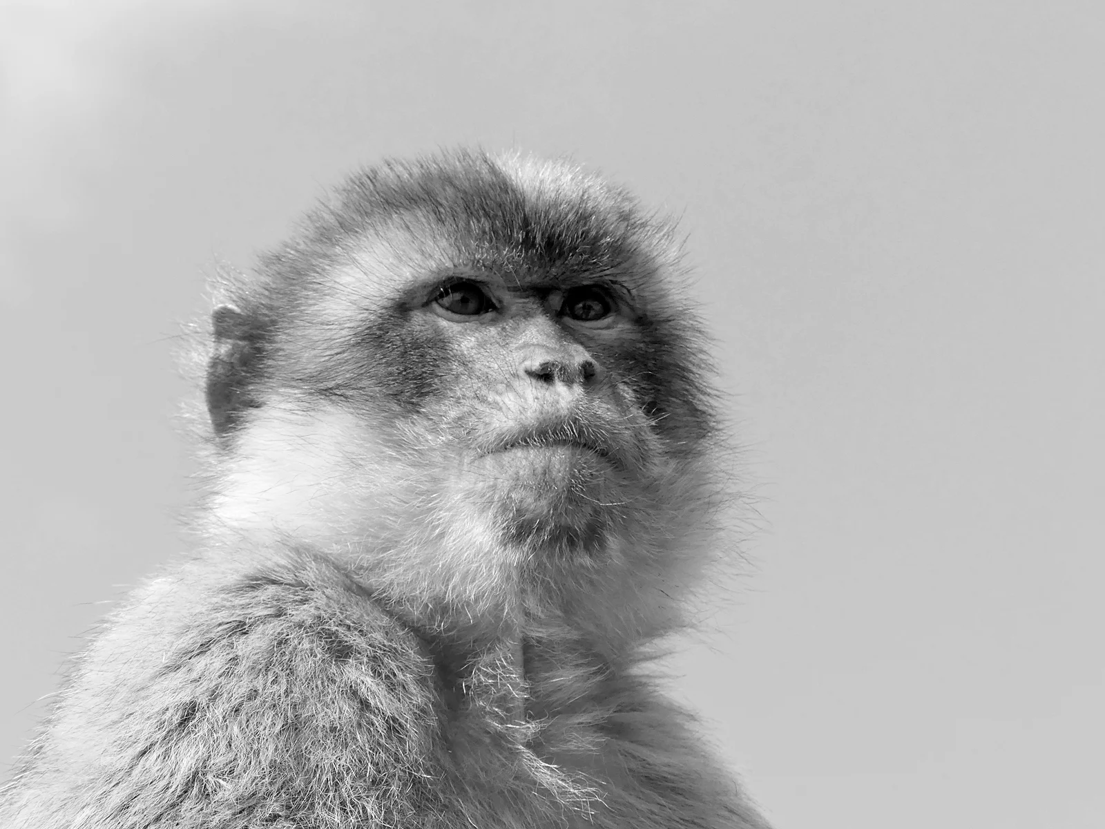 Barbary Macaque, Gibraltar