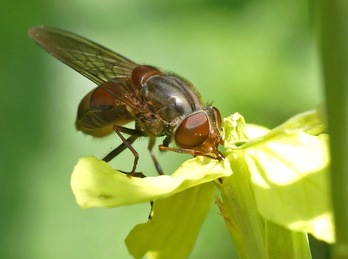 Rhingia campestris - hoverfly, near the Prison, 2 Jun 18