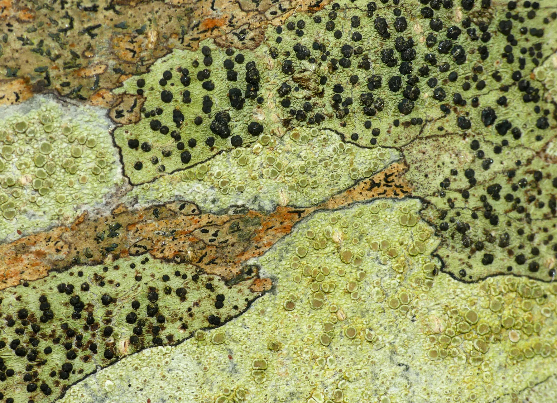 Mosaic of lichens - Garenne, 9 Jun 18
