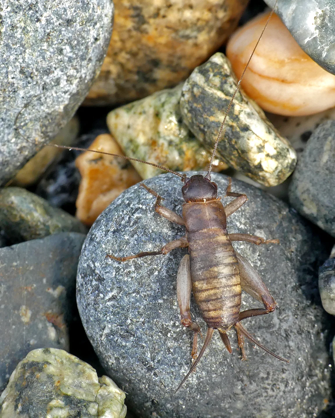 Scaly Cricket - female, Spur Point, 1 Jul 18