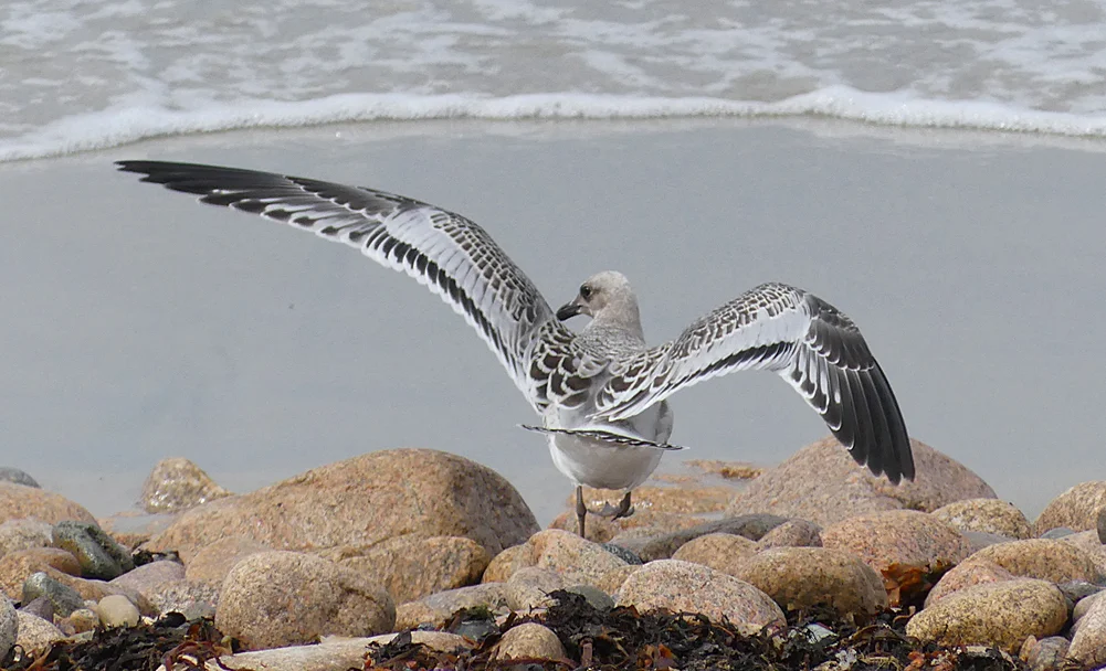 Med Gull - juv, Grandes Rocques, 16 Jul 18