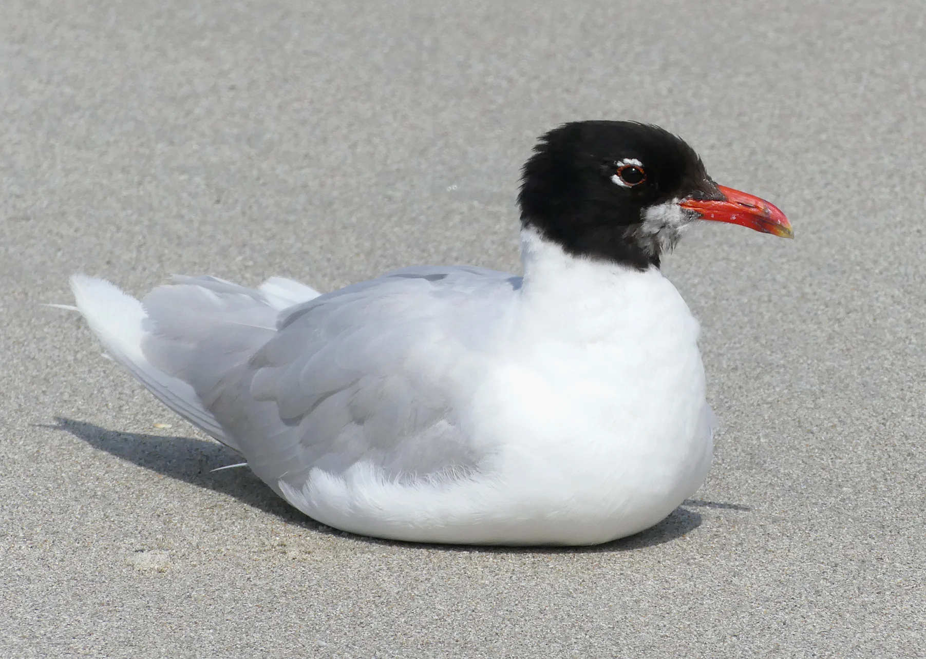 Med Gull - adult, Cobo, 19 Jul 18