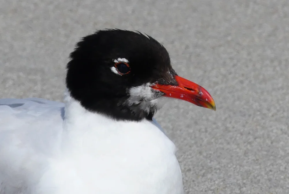 Med Gull - adult, Cobo, 19 Jul 18