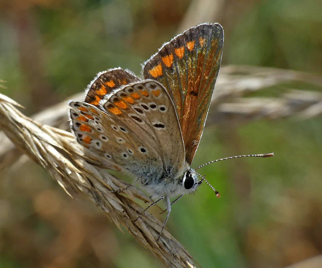 Brown Argus - Jaonneuse. 1 Aug 18