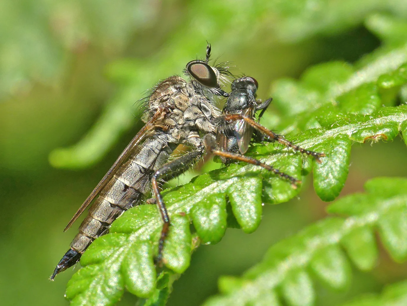 Robberfly sp. - Les Sommeileuses, 26 Jul 18