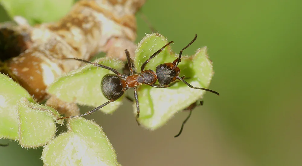 Black-backed Meadow Ant - Les Sommeileuses, 26 Jul 18