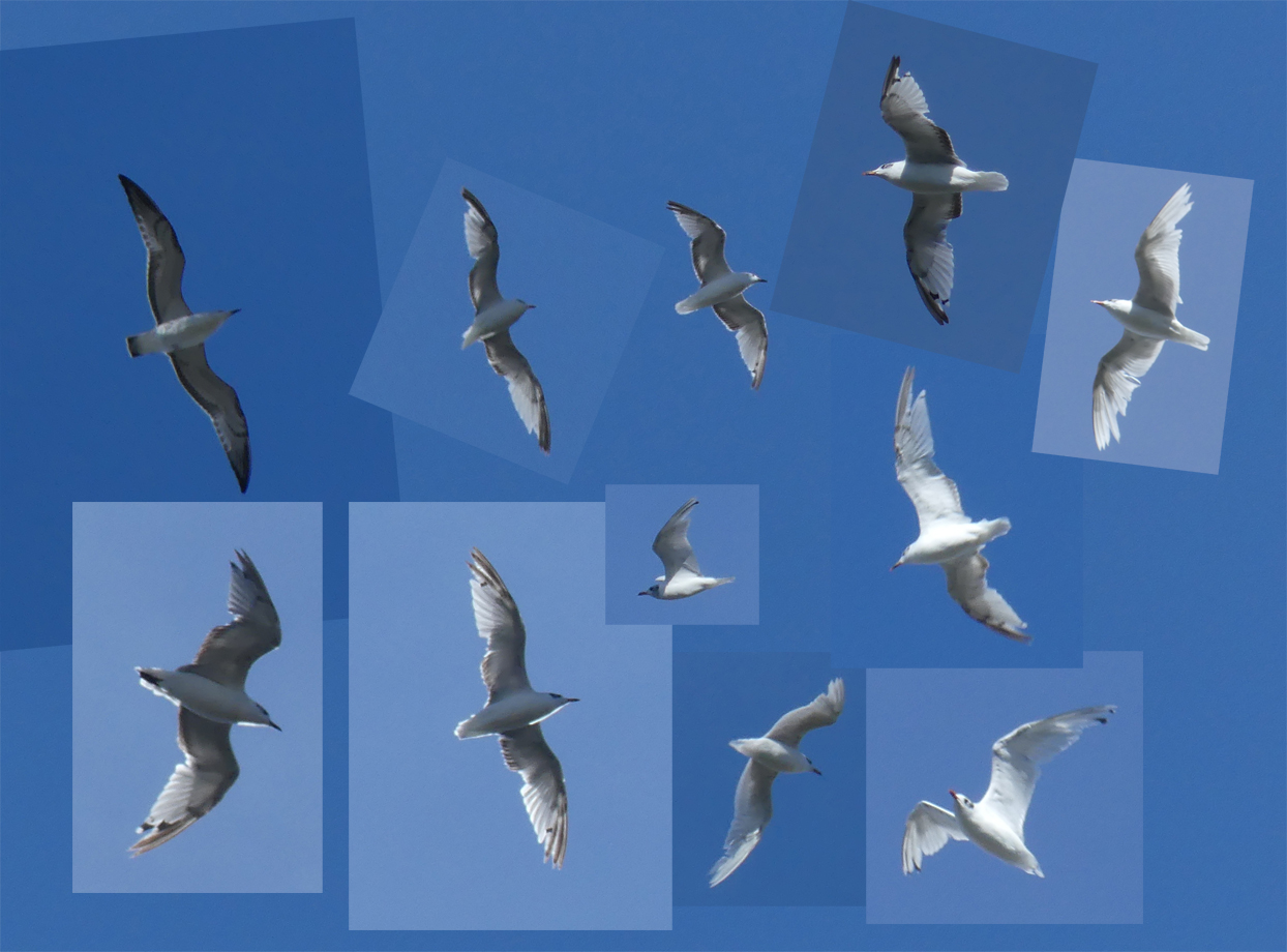 Med Gulls over garden, 4 Aug 18
