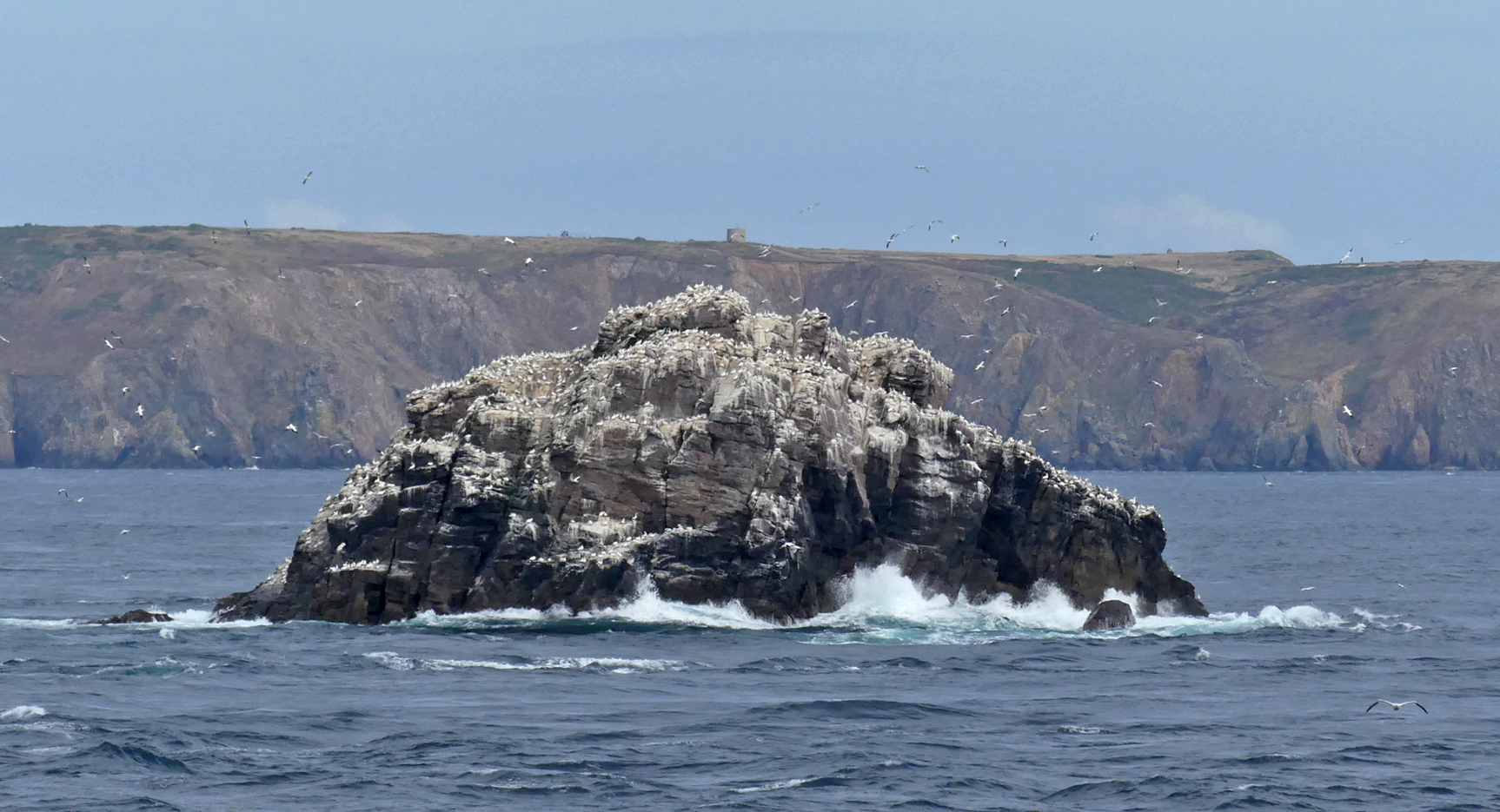 Ortac Gannet colony