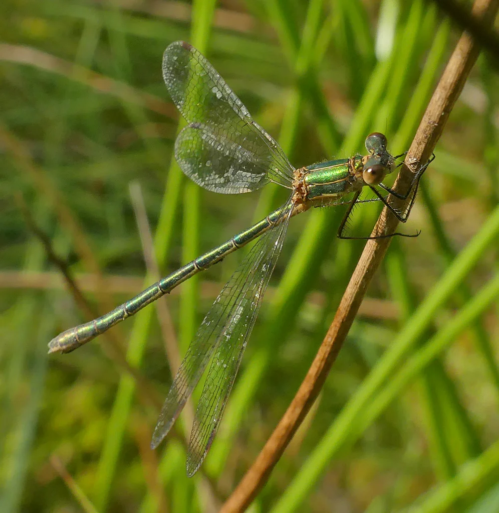 Emerald Damselfly - Thursley, 9 Aug 18