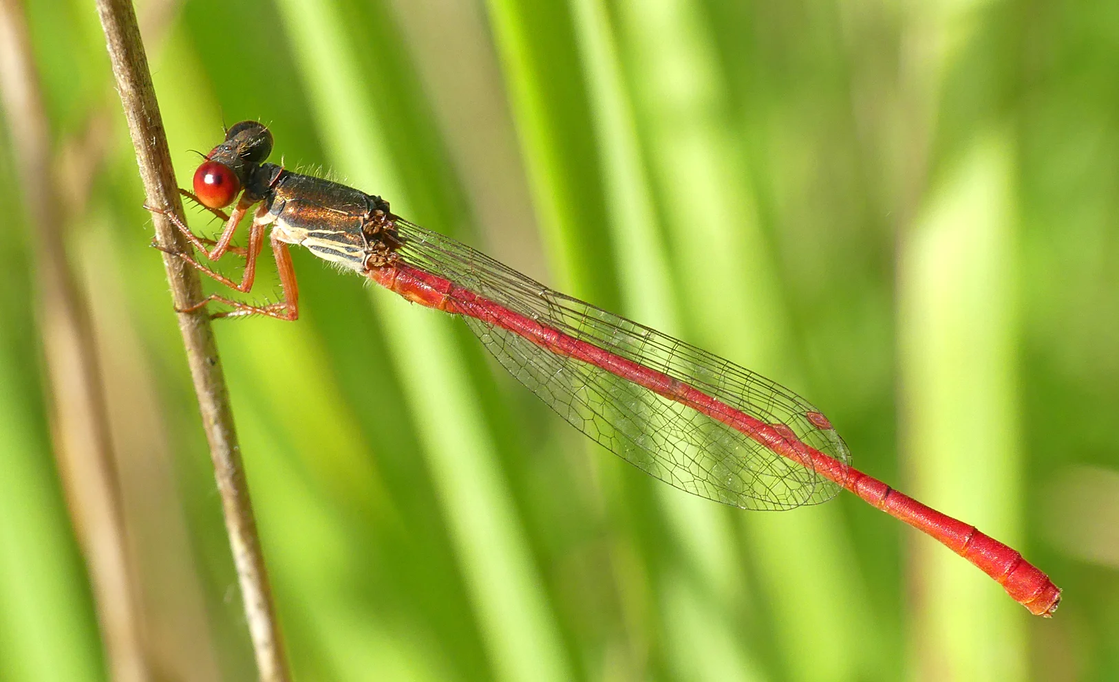 Small Red Damselfly - Thursley, 9 Aug 18
