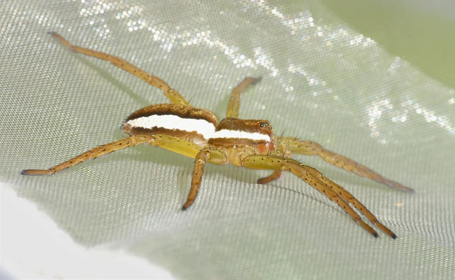 Raft Spider - Thursley, 9 Aug 18