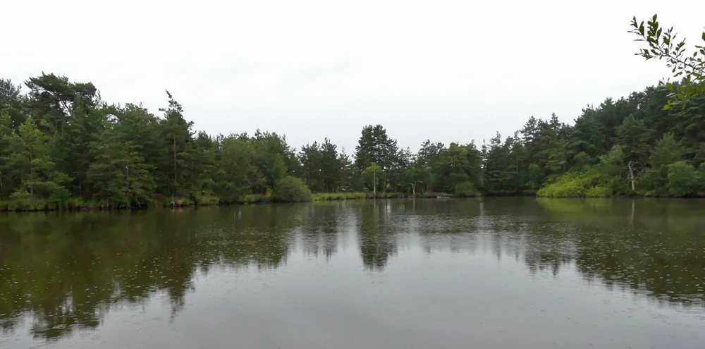 Massive raindrops peppering the Moat pond at Thursley Common, 9 Aug 18