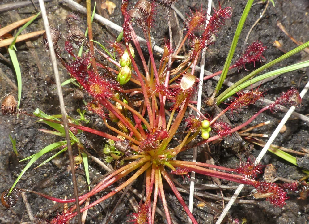 Oblong-leaved Sundew - Thursley, 9 Aug 18