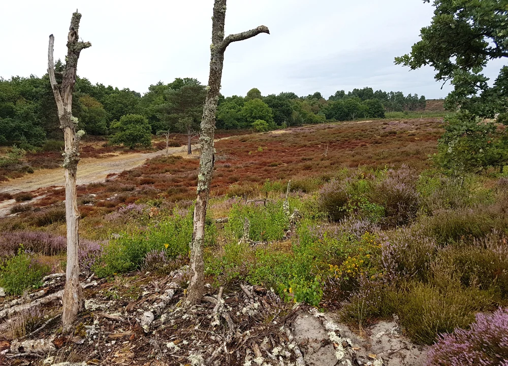 Surrey heathland at Frensham