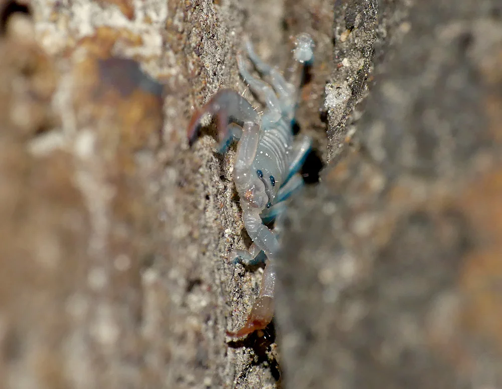 Yellow-tailed Scorpion - Sheerness, Kent, 9 Aug 18