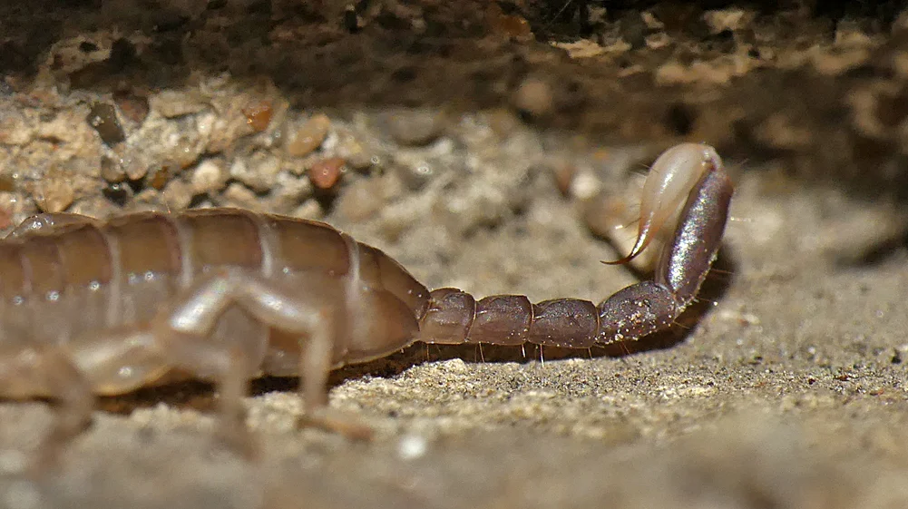 Yellow-tailed Scorpion - Sheerness, Kent, 9 Aug 18