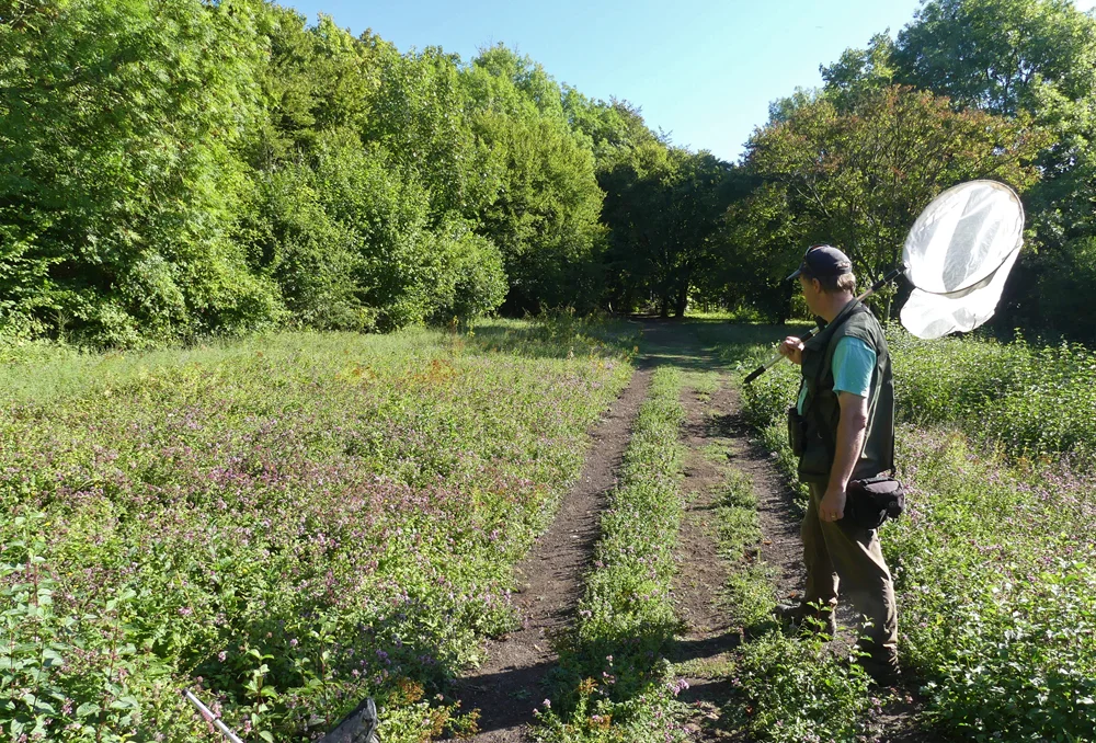 The wild flower meadows at Queendown Common, Kent