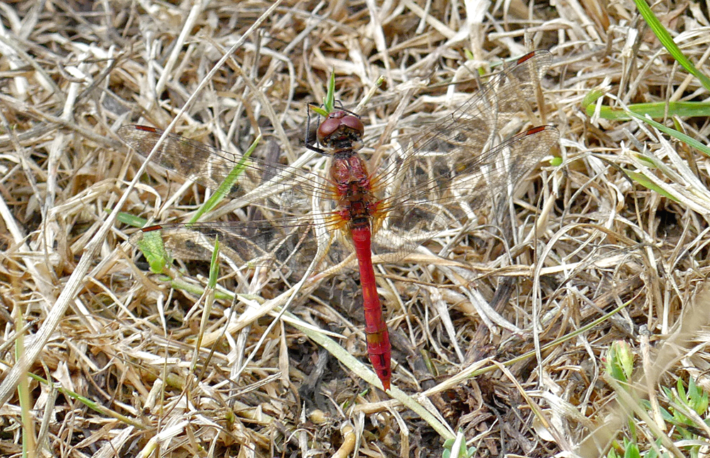 Ruddy Darter - Canvey Island, 10 Aug 18
