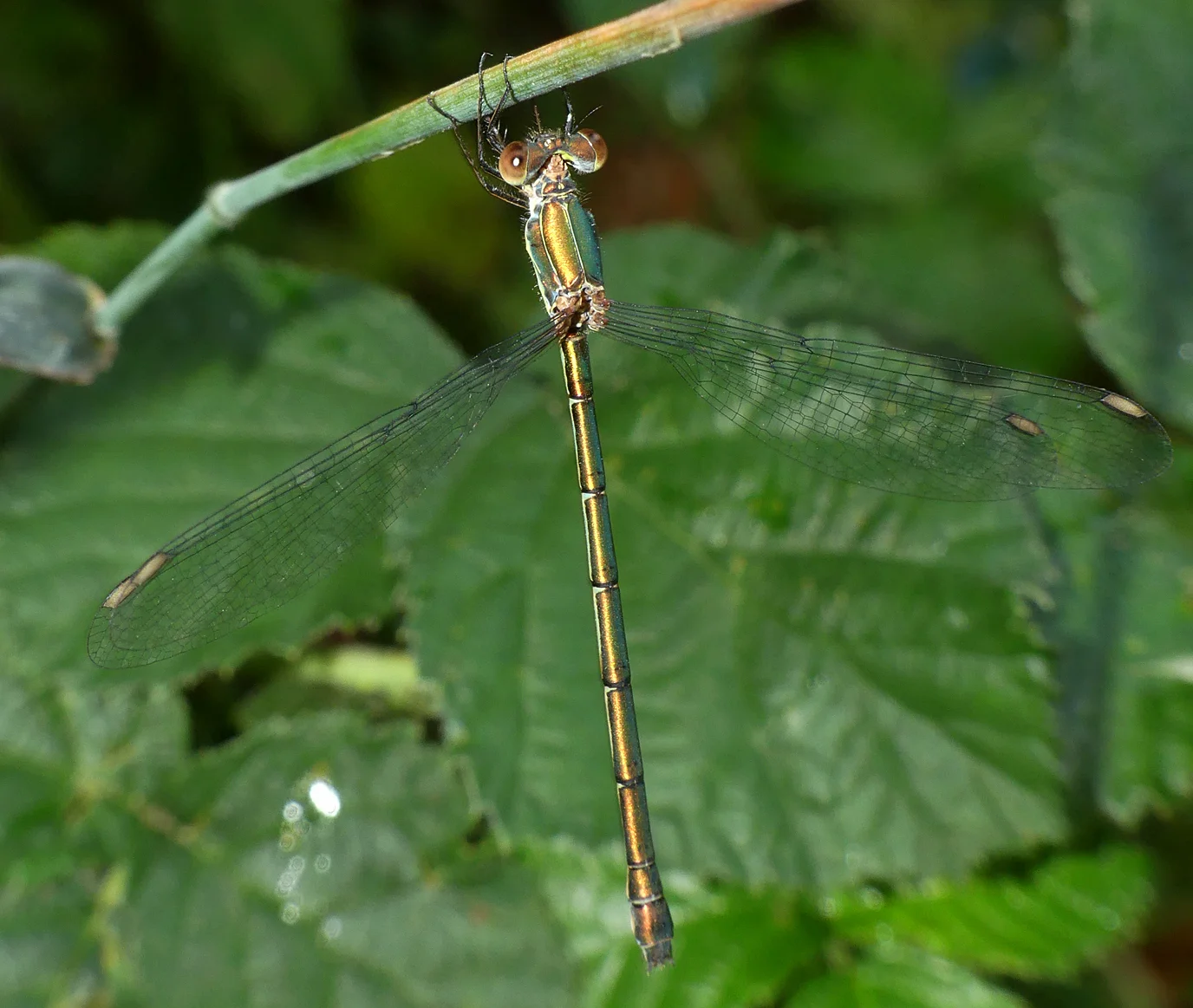 Willow Emerald Damselfly - Shotesham, 10 Aug 18
