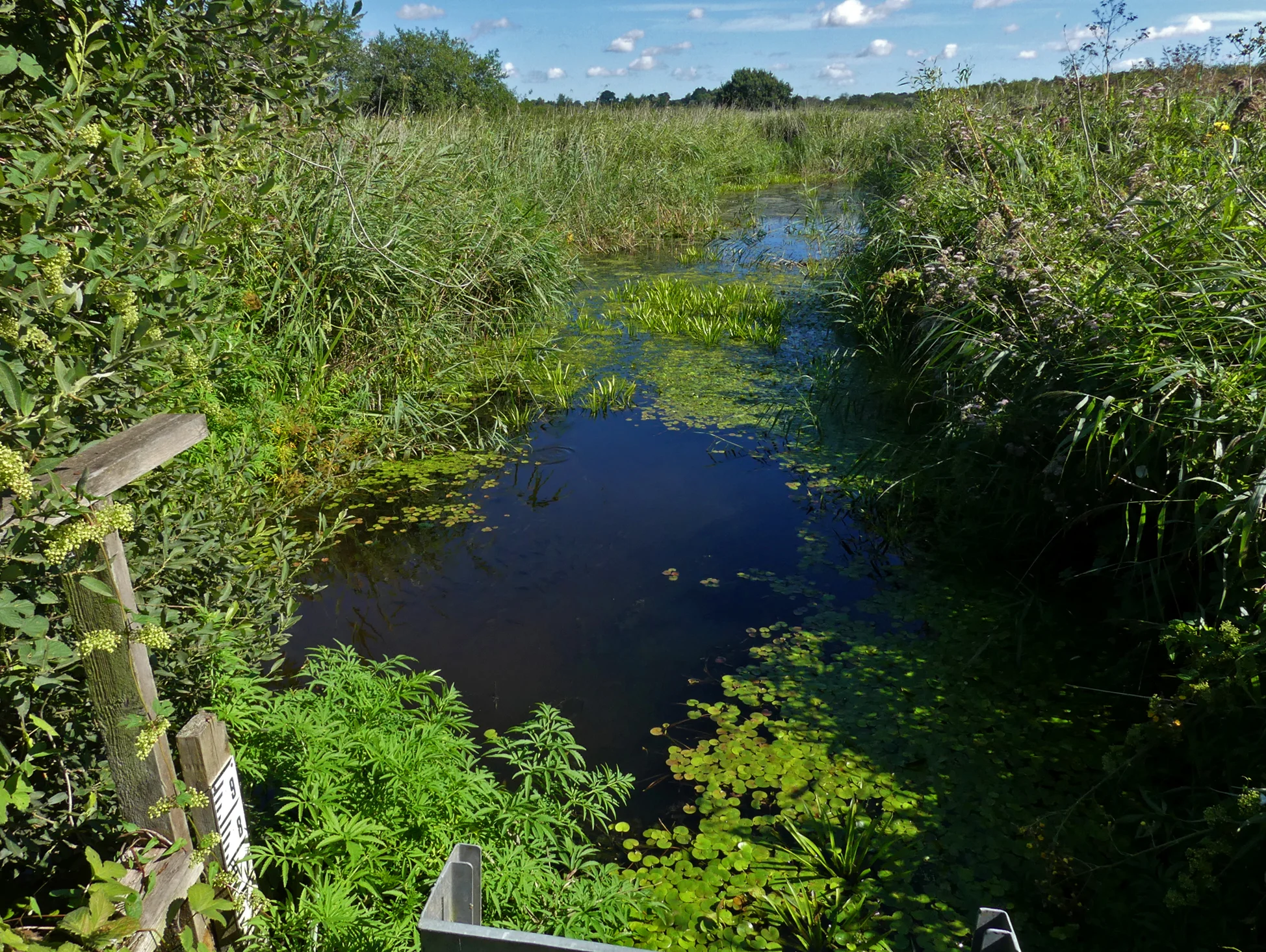 Strumpshaw Fen - it’s quite wet.