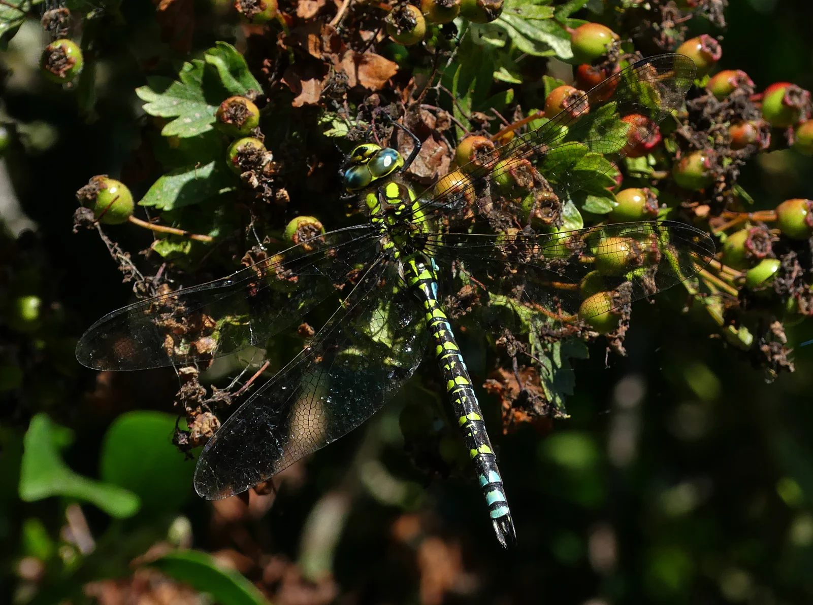Southern Hawker - Strumpshaw, 11 Aug 18