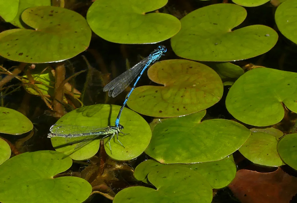 Azure Damselflies - Strumpshaw, 11 Aug 18
