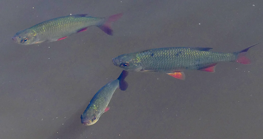 Rudd - Strumpshaw, 11 Aug 18 - Although my fish ID is non-existent, the internet indicates that these must be Rudd due to colouration, especially the bright red fins, the upward pointing mouth and the relative position of the fins.