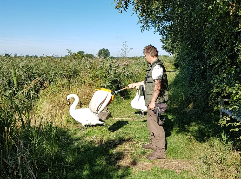Some people may assume that this photo shows a senior BTO official attacking a family of swans with a sweep net - I disagree with this point of view.