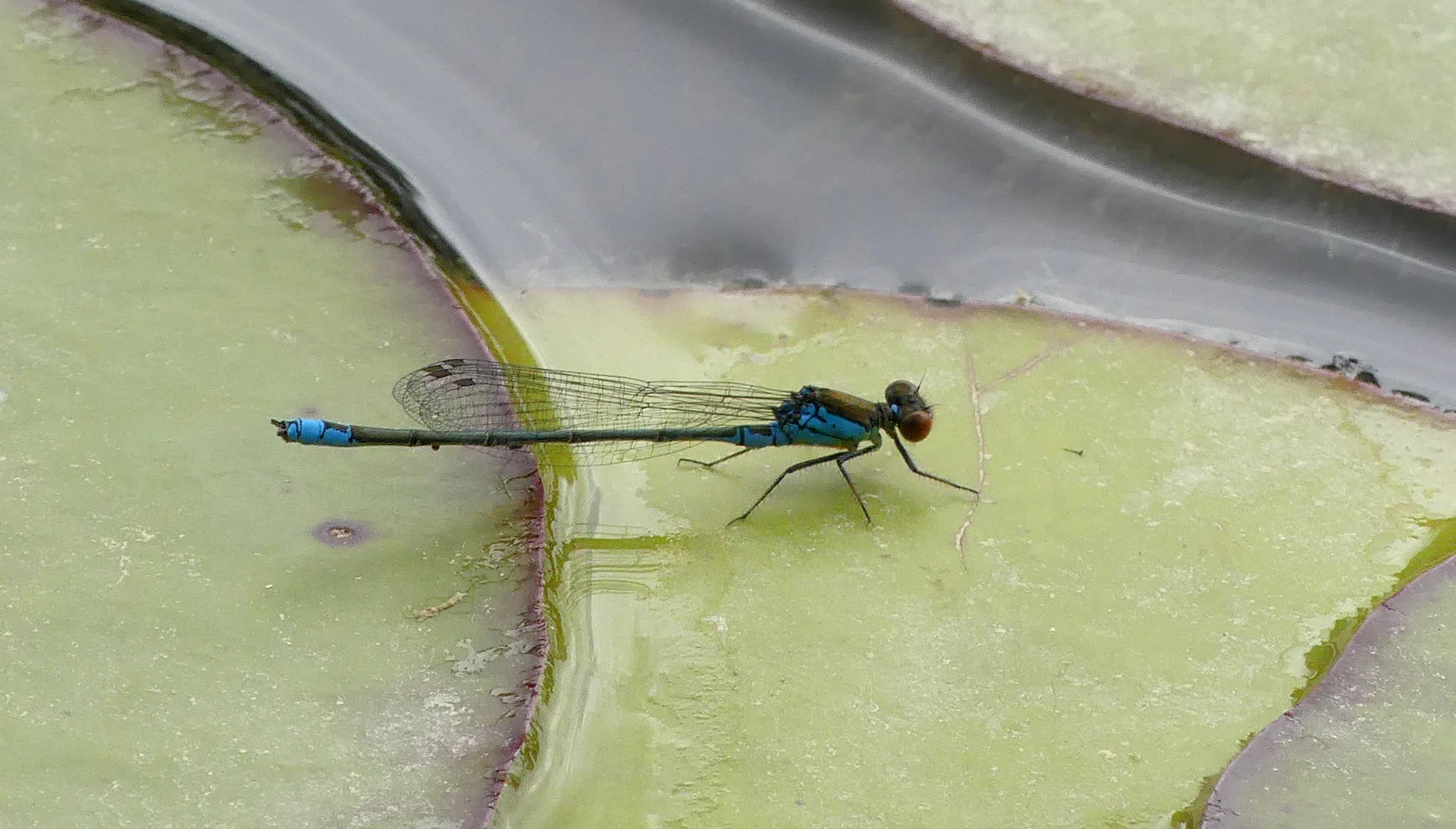 Small Red-eyed Damselfly, Little Fransham, Aug 18