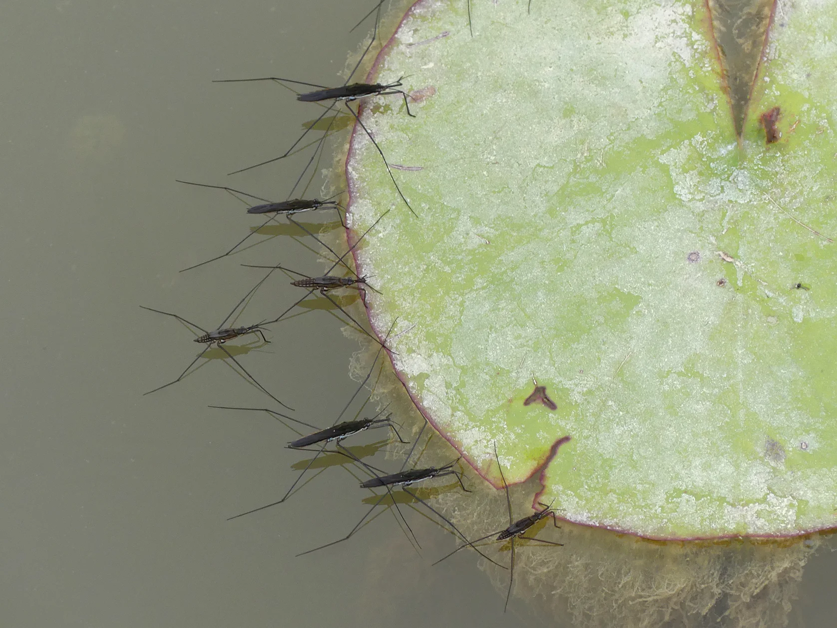 Water striders (Aquarius paludum,) , Little Fransham, Aug 18