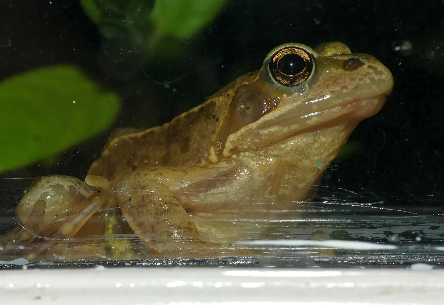 Frog, Little Fransham, Aug 18