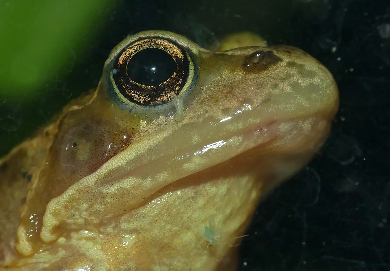 Frog, Little Fransham, Aug 18