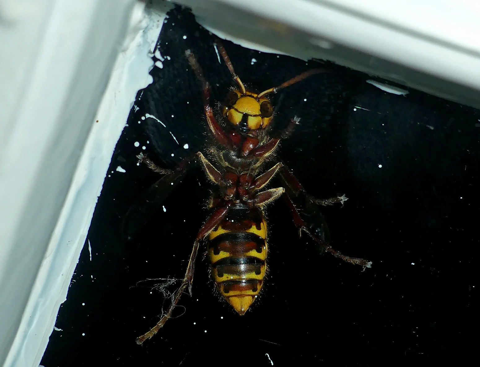 Hornet, Little Fransham, Aug 18